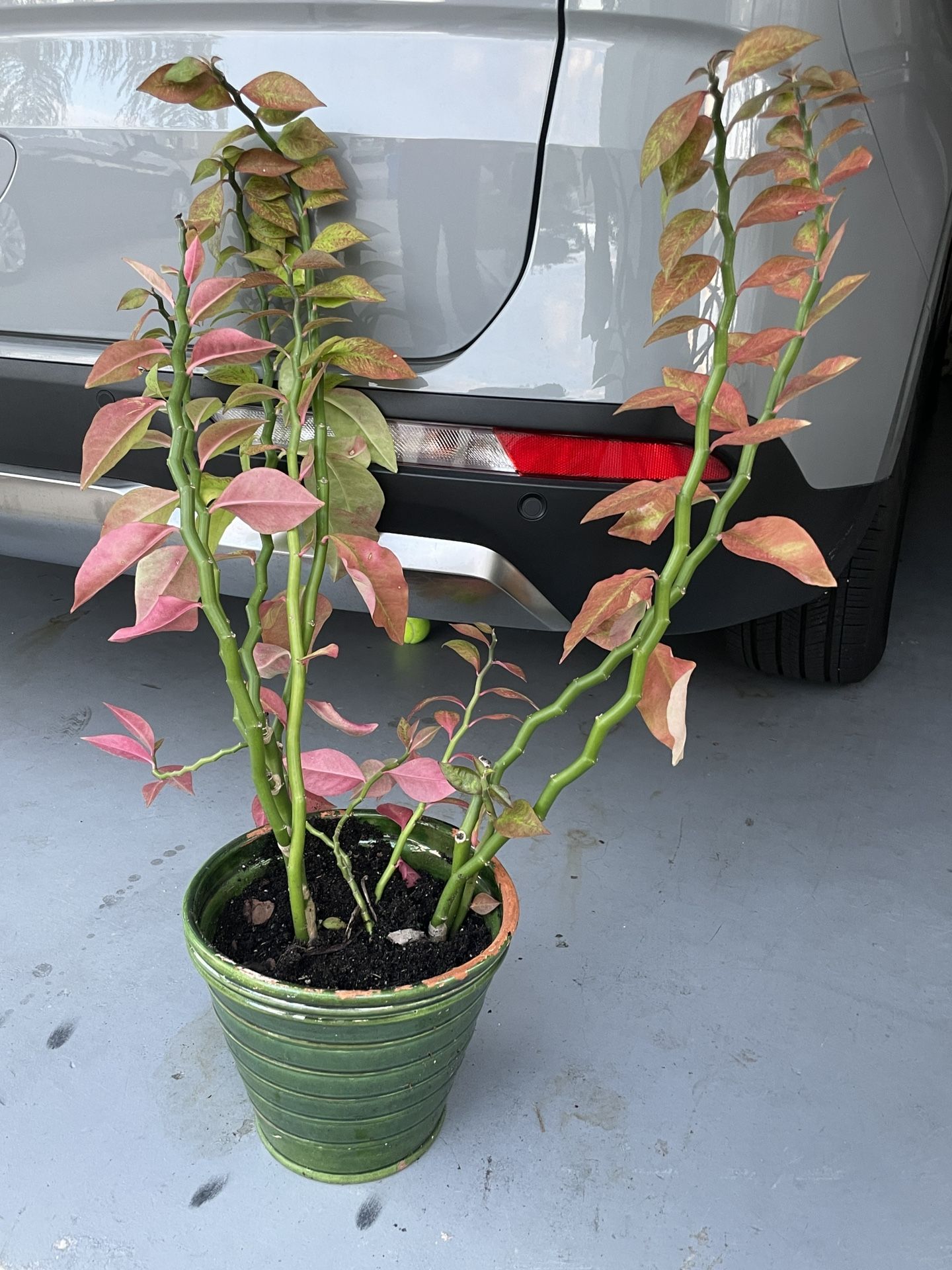 Devils Backbone Plant With Green Planter 5$