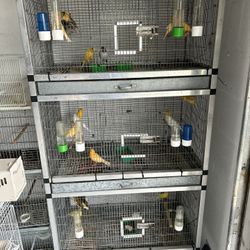 Bird And Cages For Sale 