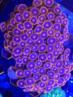Plastic Bam Bam decoration Zoa