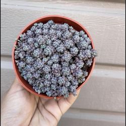 4” Purple Sedum