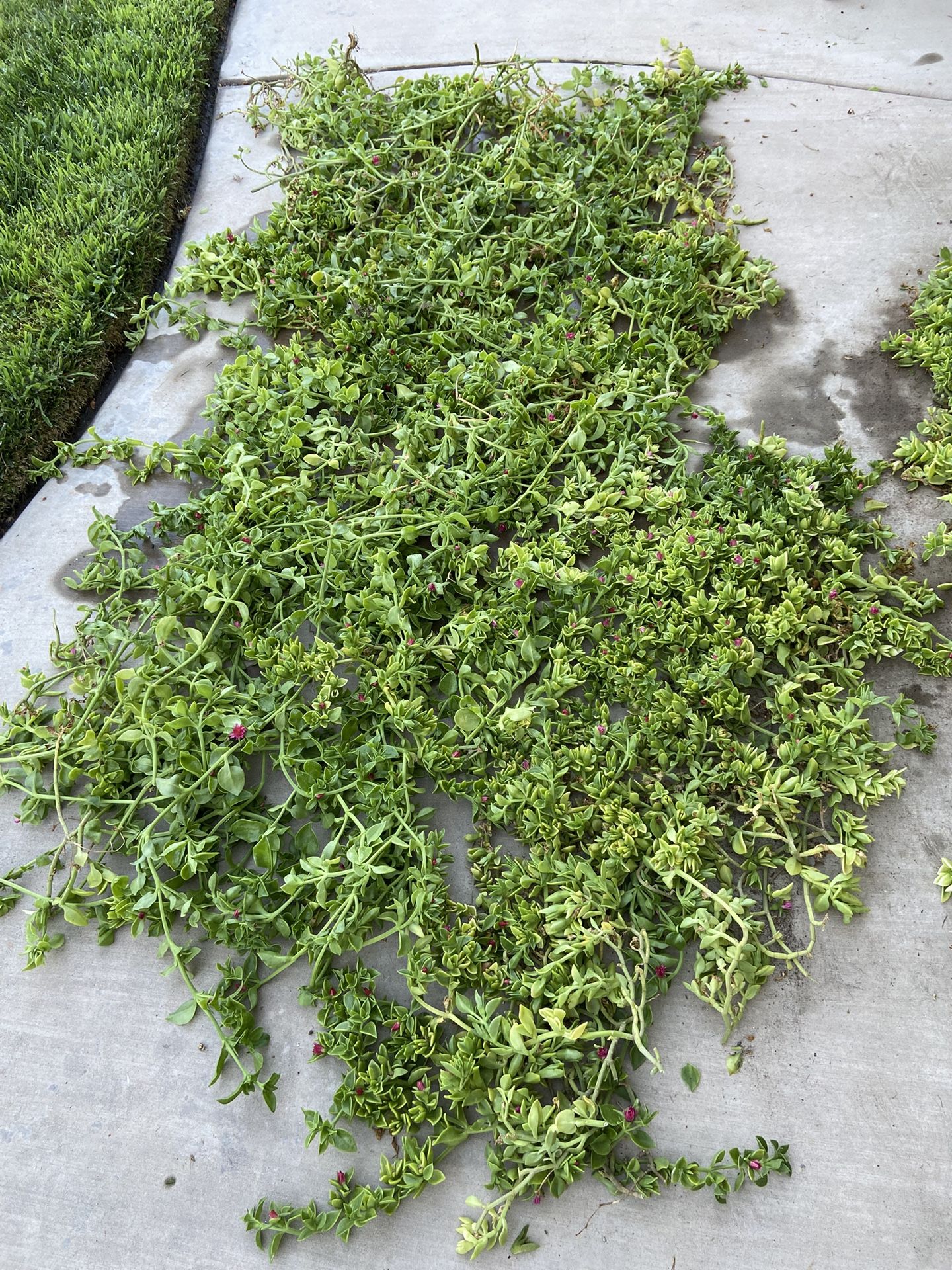 Ground cover plants All For $5