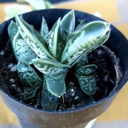 succulents And Arrangements For Sale This Sunday In San Lorenzo