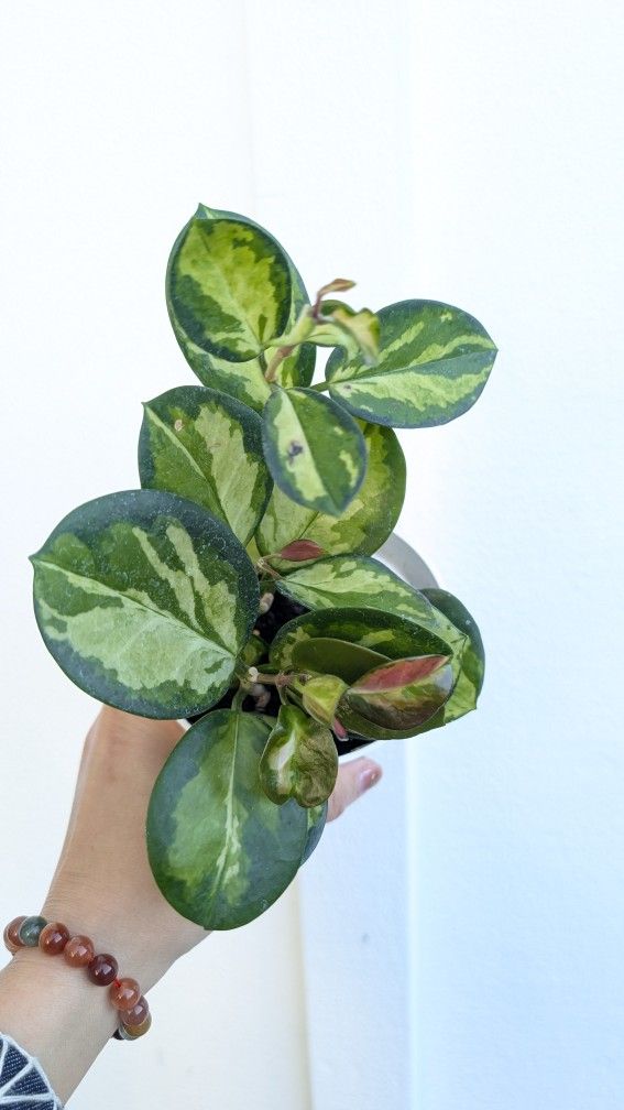 Hoya Australia Lisa Plant 4" Pot - Indoor House Plants