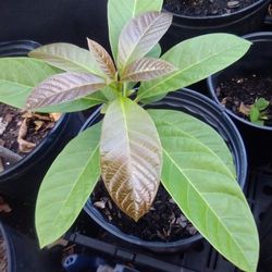 Healthy Avocado 🥑