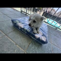 DOG MATTRESS 😴💤🐶