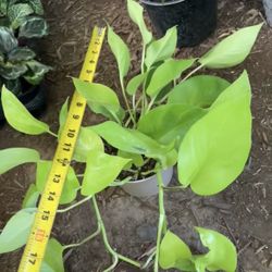 6” Pot Neon Pothos, 95820