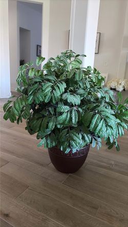 Silk Plant