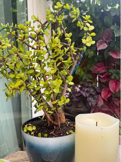 crassula plant