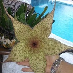 Starfish Stapilia gigantea Succulent Stapelia plant cactus