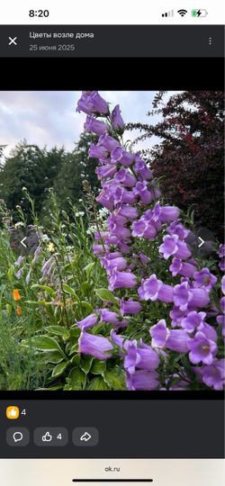 Campanula starts