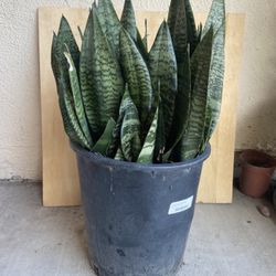 Snake Plants 5 Gallons Pot (Have a lot of pots)