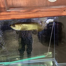 Complete Jardini Arowana Fish & Tank