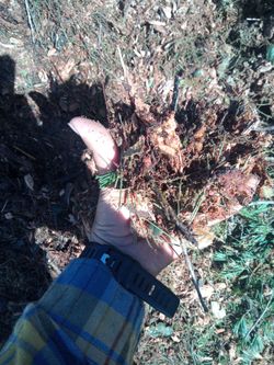 Free Mulch/chipdrop Delivery 