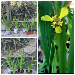 Walking Yellow Irises -Sold Separately