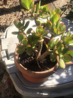 Established Aeonium and Jade plants