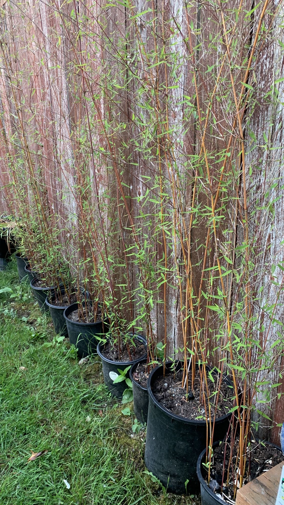 Bamboo for sale