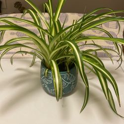 Large Healthy Growing Spider Plant In Ceramic Pot