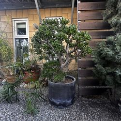 Modern Concrete Planter With Jade Plant