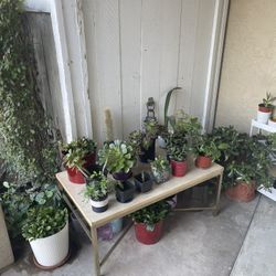 Huge Plants Sale! 🌱🪻🪴