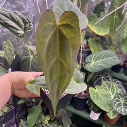 Anthurium Pap Red Stem X Forgetii 