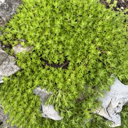 Stringy stonecrop Plant