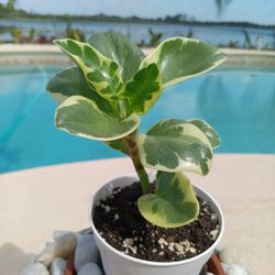 Pepperomia Variegated Succulent Rooted In Pot $10 -Ship Bareroot $5 Or Deltona, Fl Pickup 