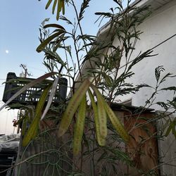 Árbol De Guage Grande 