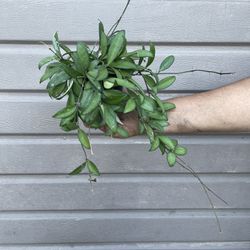 4” Trailing Hoya Rosita