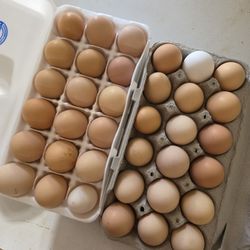 Fresh Farm Eggs