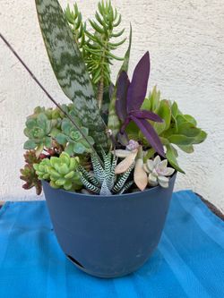 Succulents Plant.