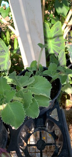 Oregano Orejon, Oregano Italiano