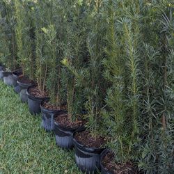 Podocarpus 5 Feet  Tall Instant Privacy Hedge Full Green Fertilize Wide Ready For Planting Same Day Transportation