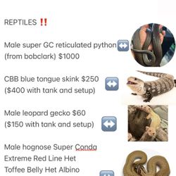 Reptiles Enclosure Habitats