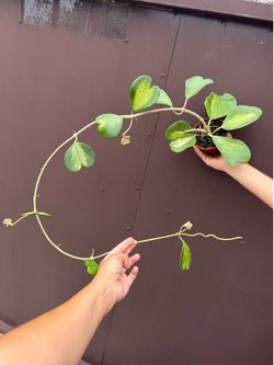 4” xl variegated Hoya Kerri inner variegated