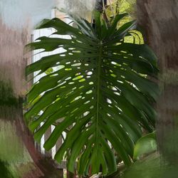 Monstera Deliciosa Mature Plant Cutting with Roots