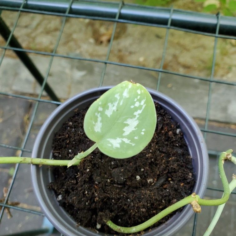 Silver Pothos Plant