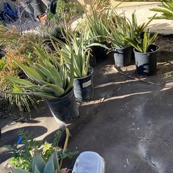 Bare Root ALO Vera Plants