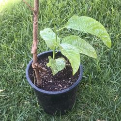 Planta De Maraculla 
