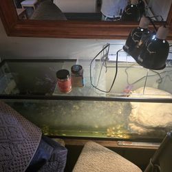 Turtle Tank With Lights And Turtle 