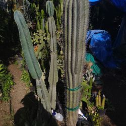 Cactus Plant