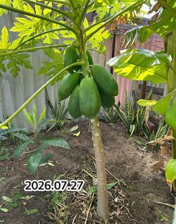 papaya tree