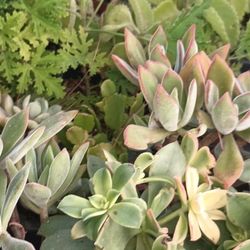Succulent Plants.
