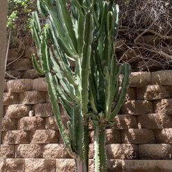 Huge Potted Candelabra Euphorbia Ingens Cactus Tree 13’ High X 4’ Wide ~VERY RARE~Plus Huge Golden Barrel Potted Cactus 