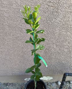 Calamondin or Calamansi Tree