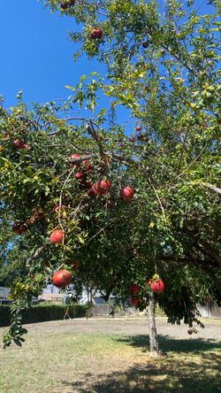 Pomegranates