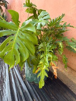 Plant