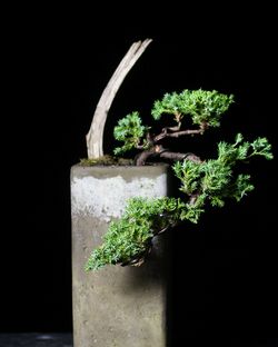 Cascade Juniper Bonsai  - Live Outdoor Plant 