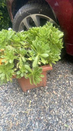 Suculent plant