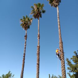 Palm Trimming