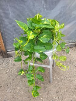 Golden Pothos Plant 8" Nursery Pot